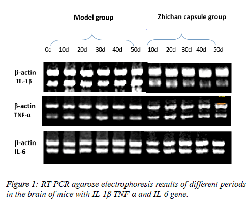 Biomedical-Pharmaceutical-PCR-agarose