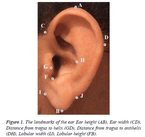 Biomedical-Pharmaceutical-tragus-antihelix