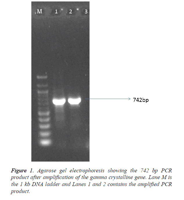 biomedical-pharmaceutical-Agarose-gel