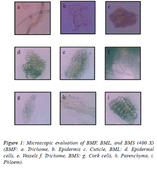 biomedical-pharmaceutical-Microscopic-evaluation