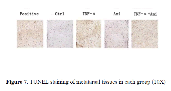 biomedical-pharmaceutical-TUNEL-staining
