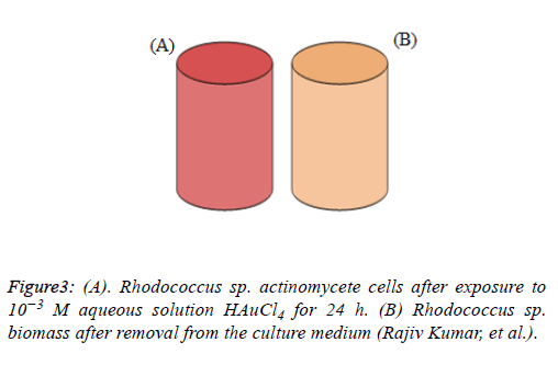 biomedical-pharmaceutical-actinomycete-cells