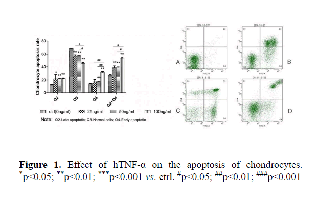 biomedical-pharmaceutical-apoptosis-chondrocytes