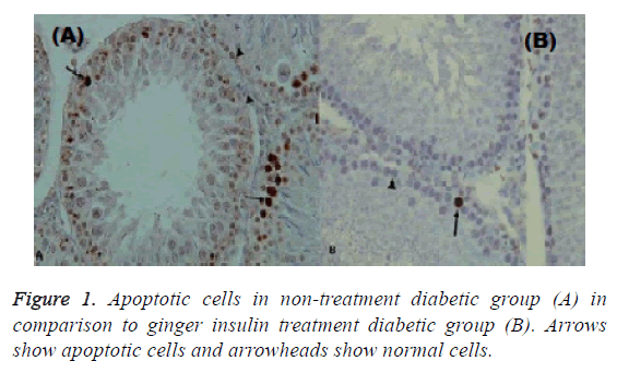 biomedical-pharmaceutical-apoptotic-cells