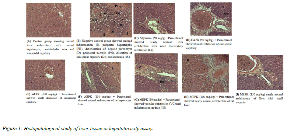 biomedical-pharmaceutical-liver-tissue