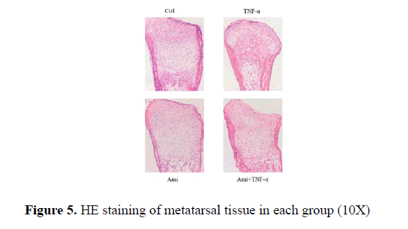 biomedical-pharmaceutical-metatarsal-tissue