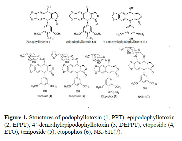 biomedical-pharmaceutical-podophyllotoxin